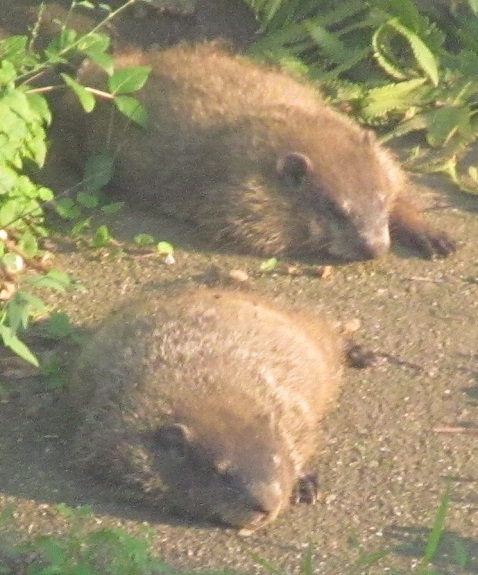 gp  marmots.jpg